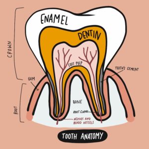 tooth anatomy layers